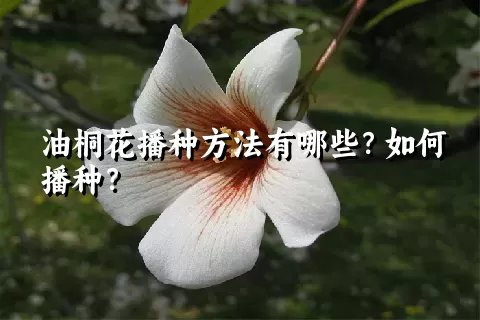 油桐花播种方法有哪些？如何播种？