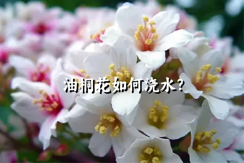 油桐花如何浇水？