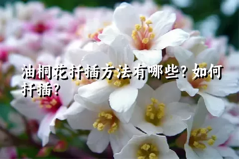 油桐花扦插方法有哪些？如何扦插？