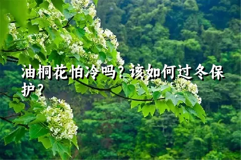 油桐花怕冷吗？该如何过冬保护？