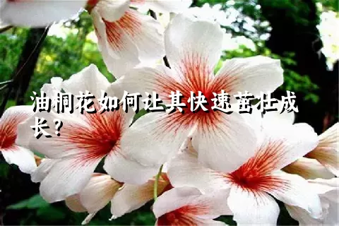 油桐花如何让其快速茁壮成长？