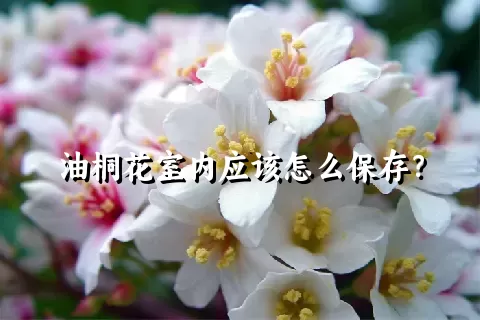 油桐花室内应该怎么保存？