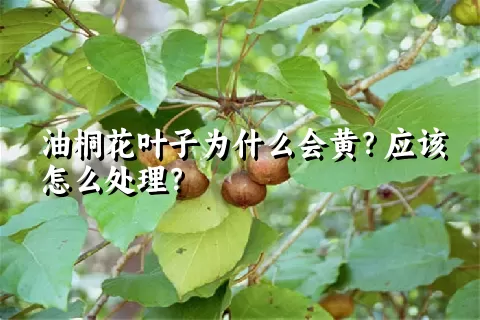 油桐花叶子为什么会黄？应该怎么处理？