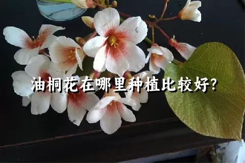 油桐花在哪里种植比较好？