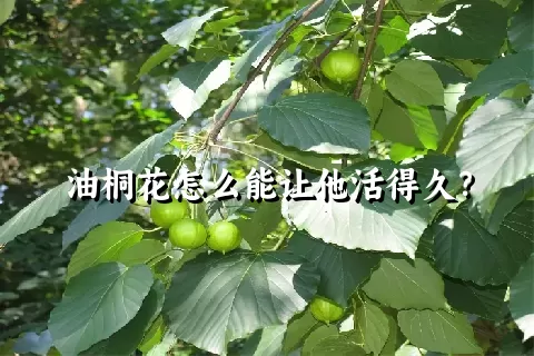 油桐花怎么能让他活得久？