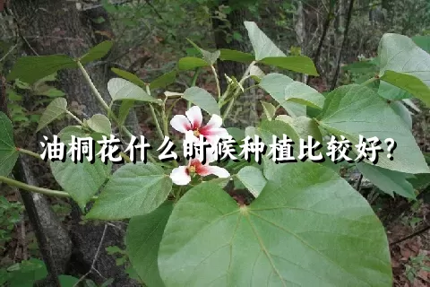 油桐花什么时候种植比较好？