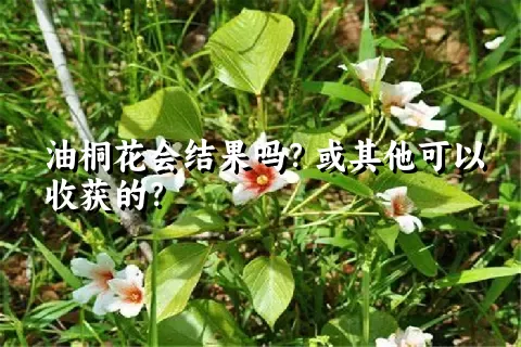 油桐花会结果吗？或其他可以收获的？