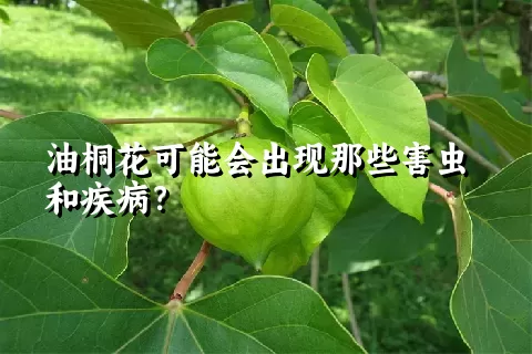 油桐花可能会出现那些害虫和疾病？