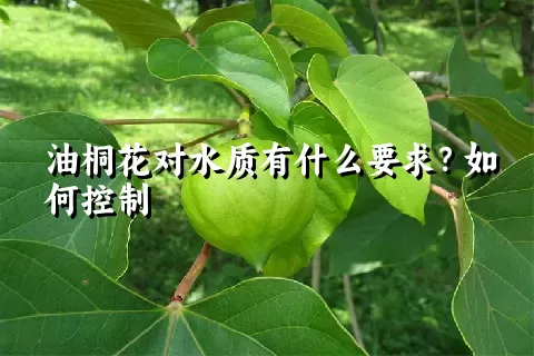 油桐花对水质有什么要求？如何控制