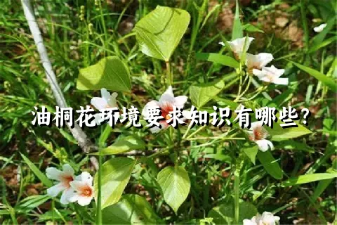 油桐花环境要求知识有哪些？