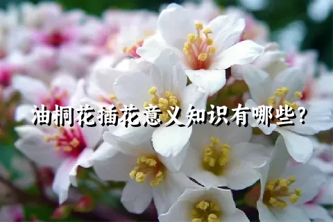 油桐花插花意义知识有哪些？