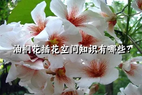 油桐花插花空间知识有哪些？