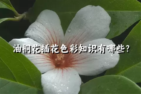 油桐花插花色彩知识有哪些？