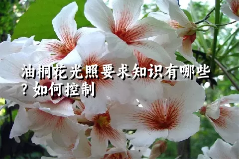 油桐花光照要求知识有哪些？如何控制