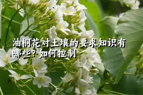 油桐花对土壤的要求知识有哪些？如何控制