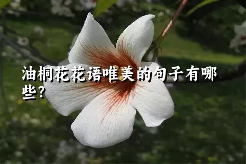 油桐花花语唯美的句子有哪些？