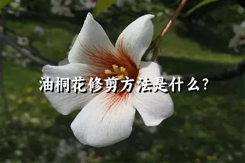 油桐花修剪方法是什么？