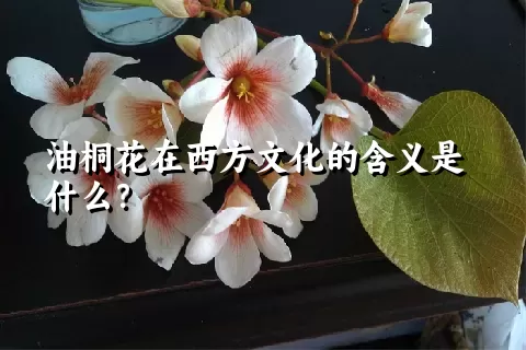 油桐花在西方文化的含义是什么？