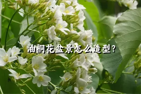 油桐花盆景怎么造型？