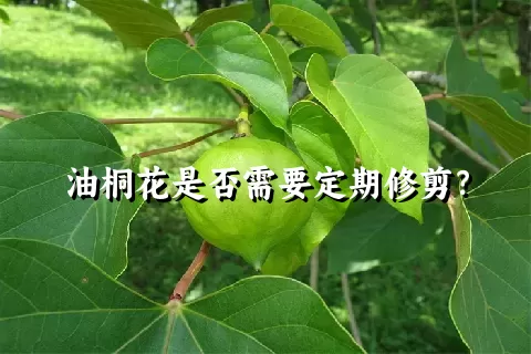 油桐花是否需要定期修剪？