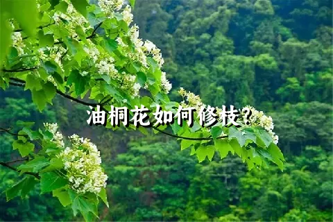 油桐花如何修枝？