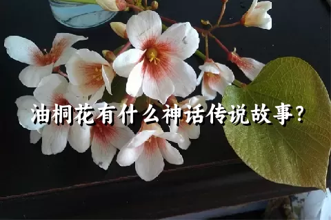 油桐花有什么神话传说故事？