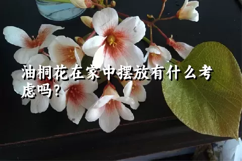 油桐花在家中摆放有什么考虑吗？