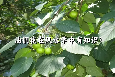 油桐花在风水学中有知识？