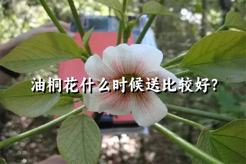 油桐花什么时候送比较好？