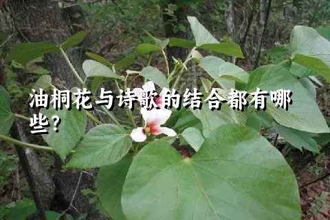 油桐花与诗歌的结合都有哪些？