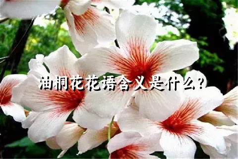 油桐花花语含义是什么？