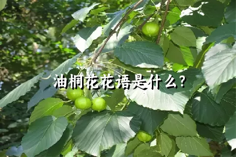 油桐花花语是什么？