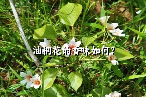 油桐花的香味如何？