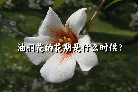 油桐花的花期是什么时候？