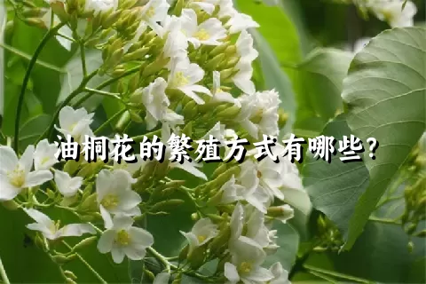 油桐花的繁殖方式有哪些？