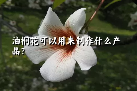 油桐花可以用来制作什么产品？