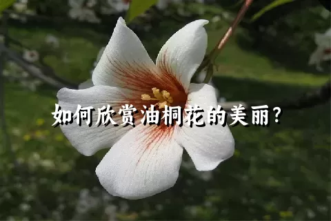 如何欣赏油桐花的美丽？