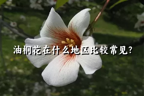 油桐花在什么地区比较常见？