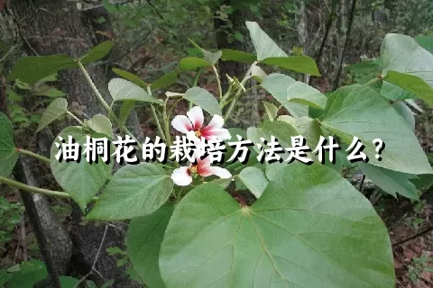 油桐花的栽培方法是什么？