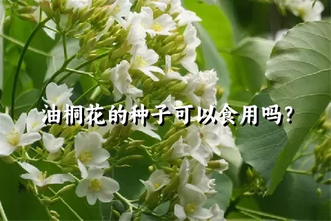 油桐花的种子可以食用吗？