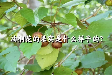 油桐花的果实是什么样子的？