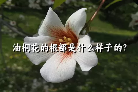 油桐花的根部是什么样子的？