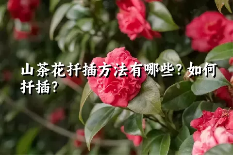 山茶花扦插方法有哪些？如何扦插？