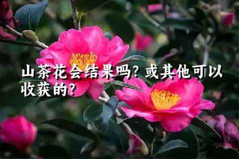 山茶花会结果吗？或其他可以收获的？