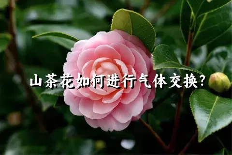 山茶花如何进行气体交换？