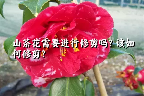 山茶花需要进行修剪吗？该如何修剪？