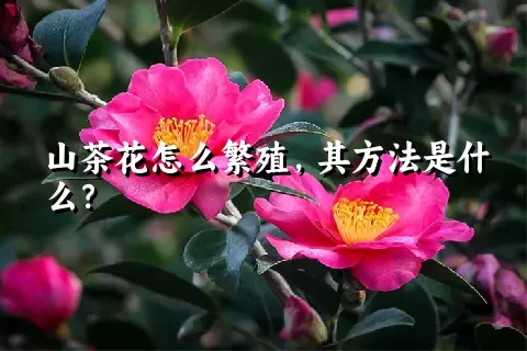 山茶花怎么繁殖，其方法是什么？