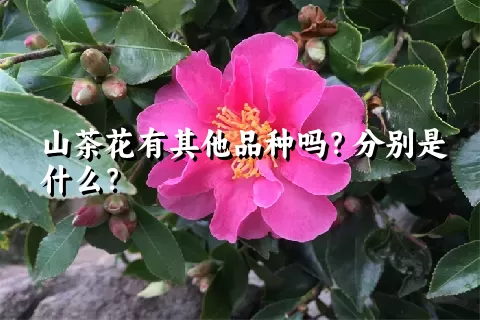 山茶花有其他品种吗？分别是什么？