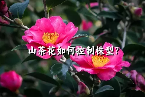 山茶花如何控制株型？