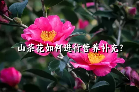 山茶花如何进行营养补充？